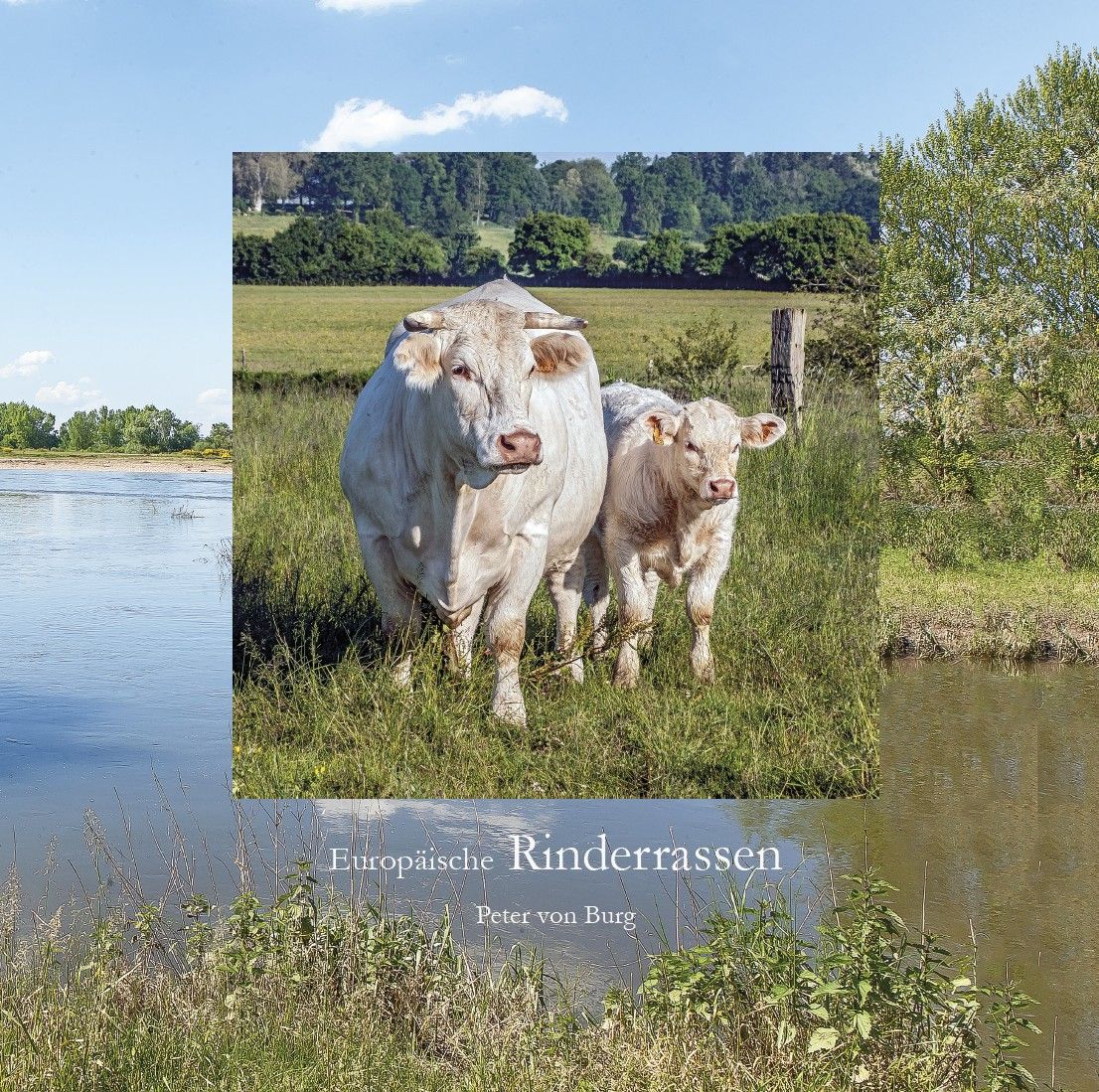 Europäische Rinderrassen